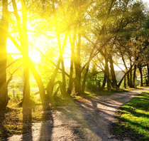 Sun shines through some trees lining a path